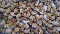 WHELK WHOLE COOKED 50-60 1x22lbs WHELK WHOLE COOKED 50-60 1x22lbs