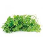 TAMLUNG LEAVES 1x12lb TAMLUNG LEAVES 1x12lb