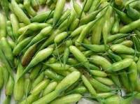 MOGRI GREEN RADDISH POD 20LBS MOGRI GREEN RADDISH POD 20LBS